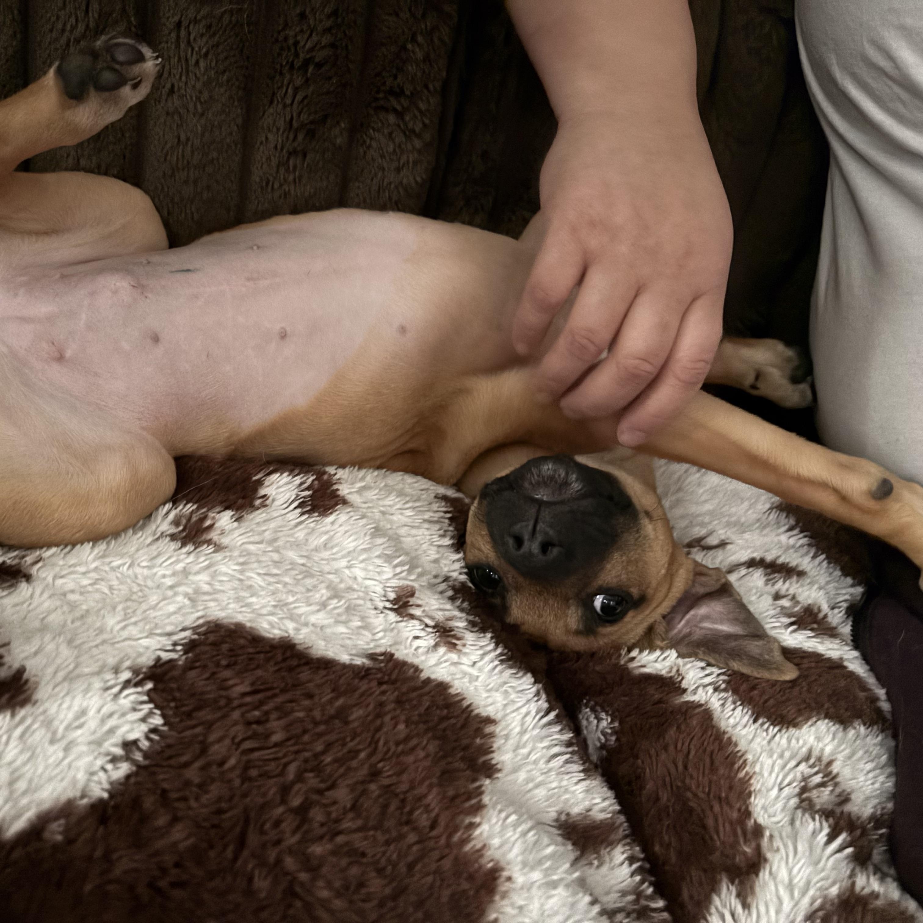 Enlarge Stella, a ADOPTABLE mixed breed in Jeffersonville, IN image 1/4