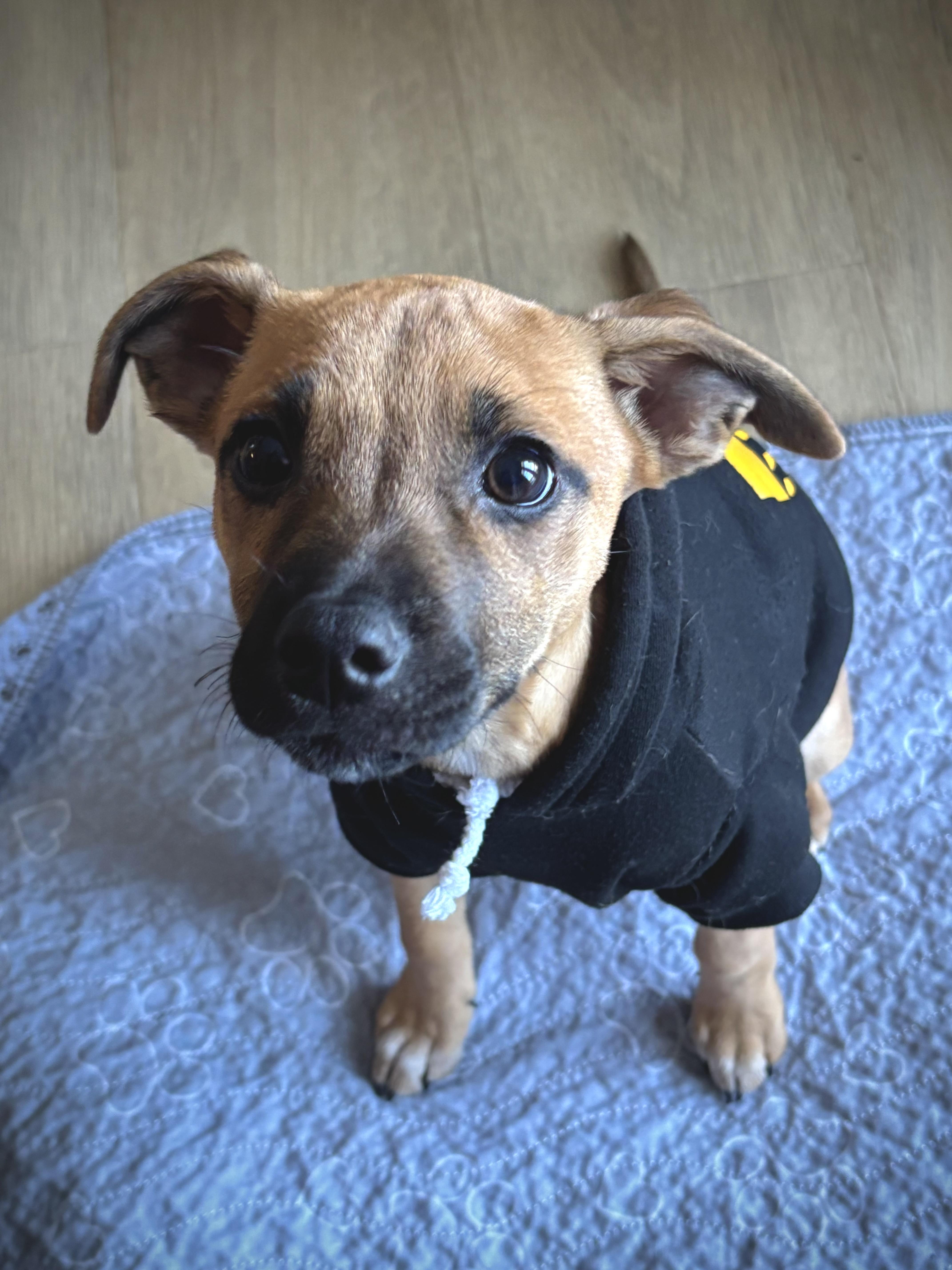 Enlarge Stella, a ADOPTABLE mixed breed in Jeffersonville, IN image 2/4