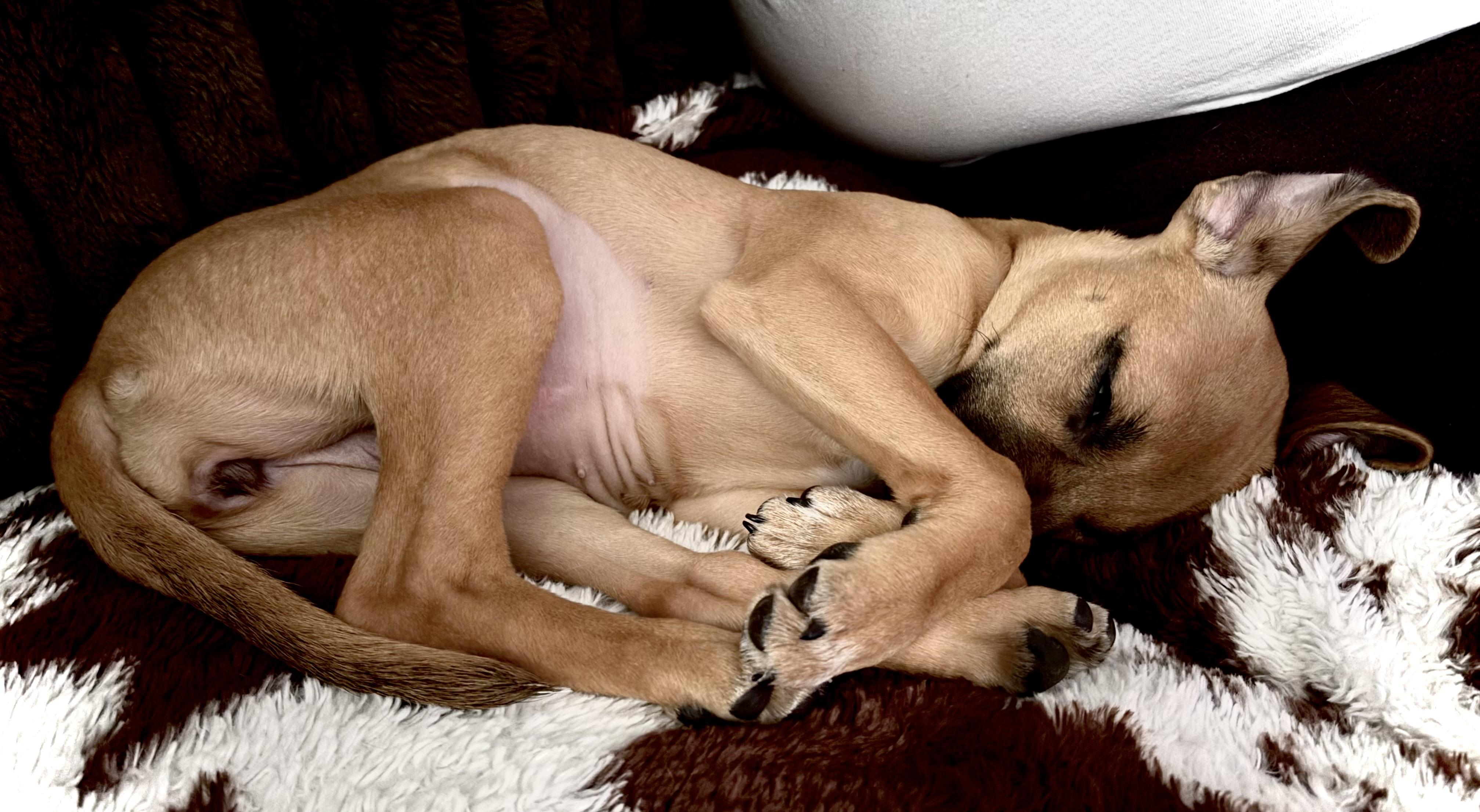 Enlarge Stella, a ADOPTABLE mixed breed in Jeffersonville, IN image 3/4