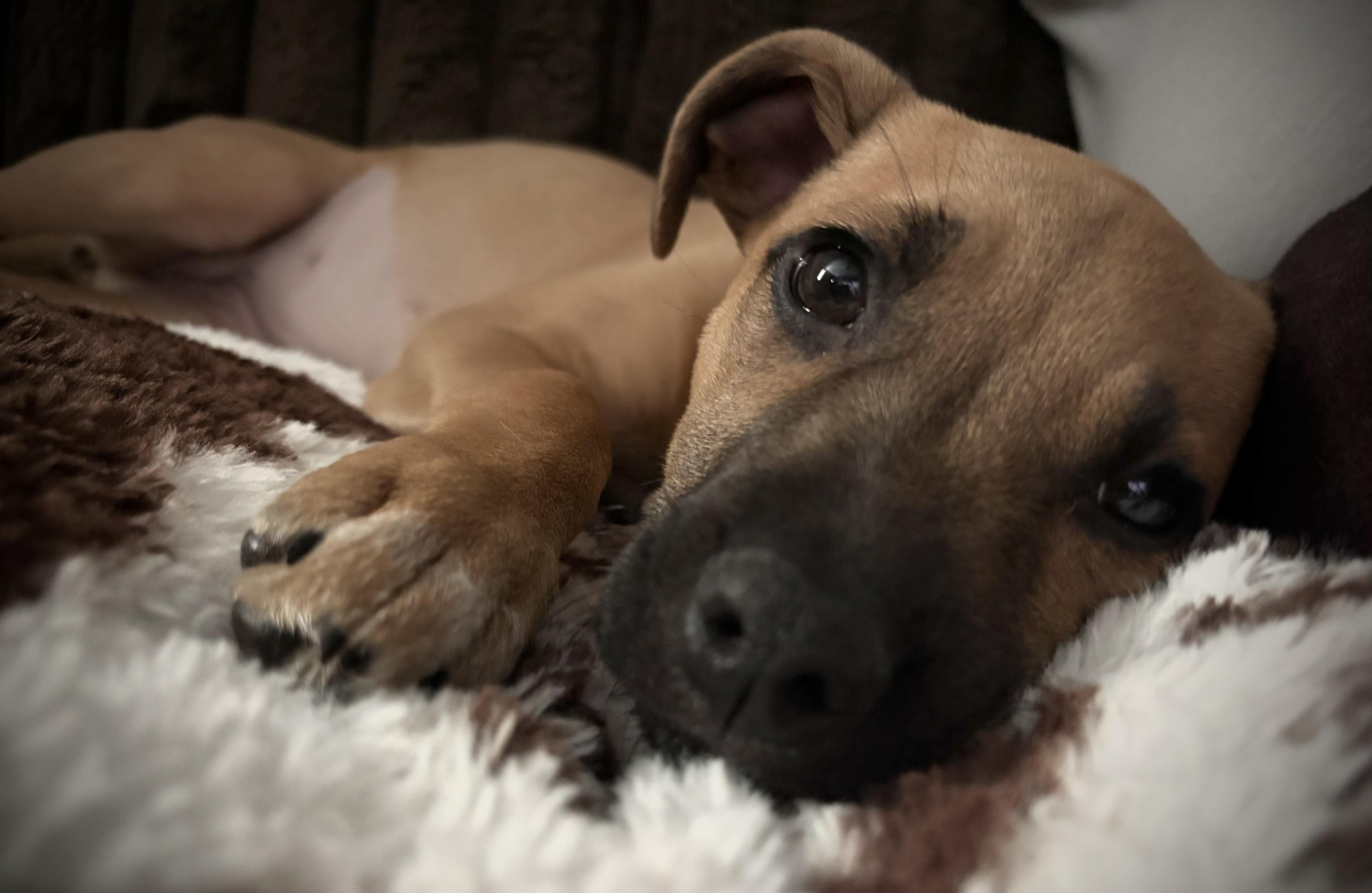 Enlarge Stella, a ADOPTABLE mixed breed in Jeffersonville, IN image 4/4