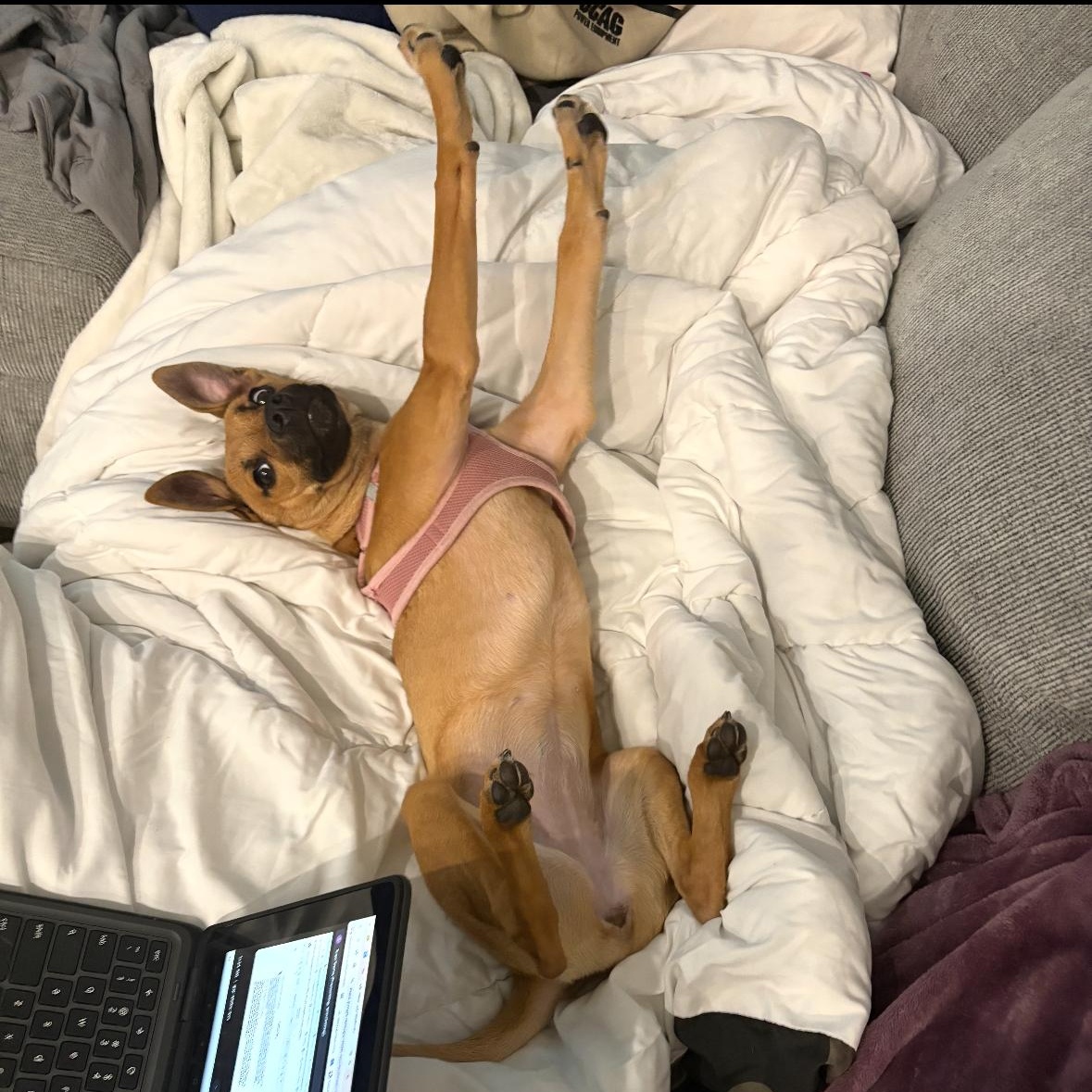 Enlarge Stella, an adoptable mixed breed in Jeffersonville, IN image 3/6