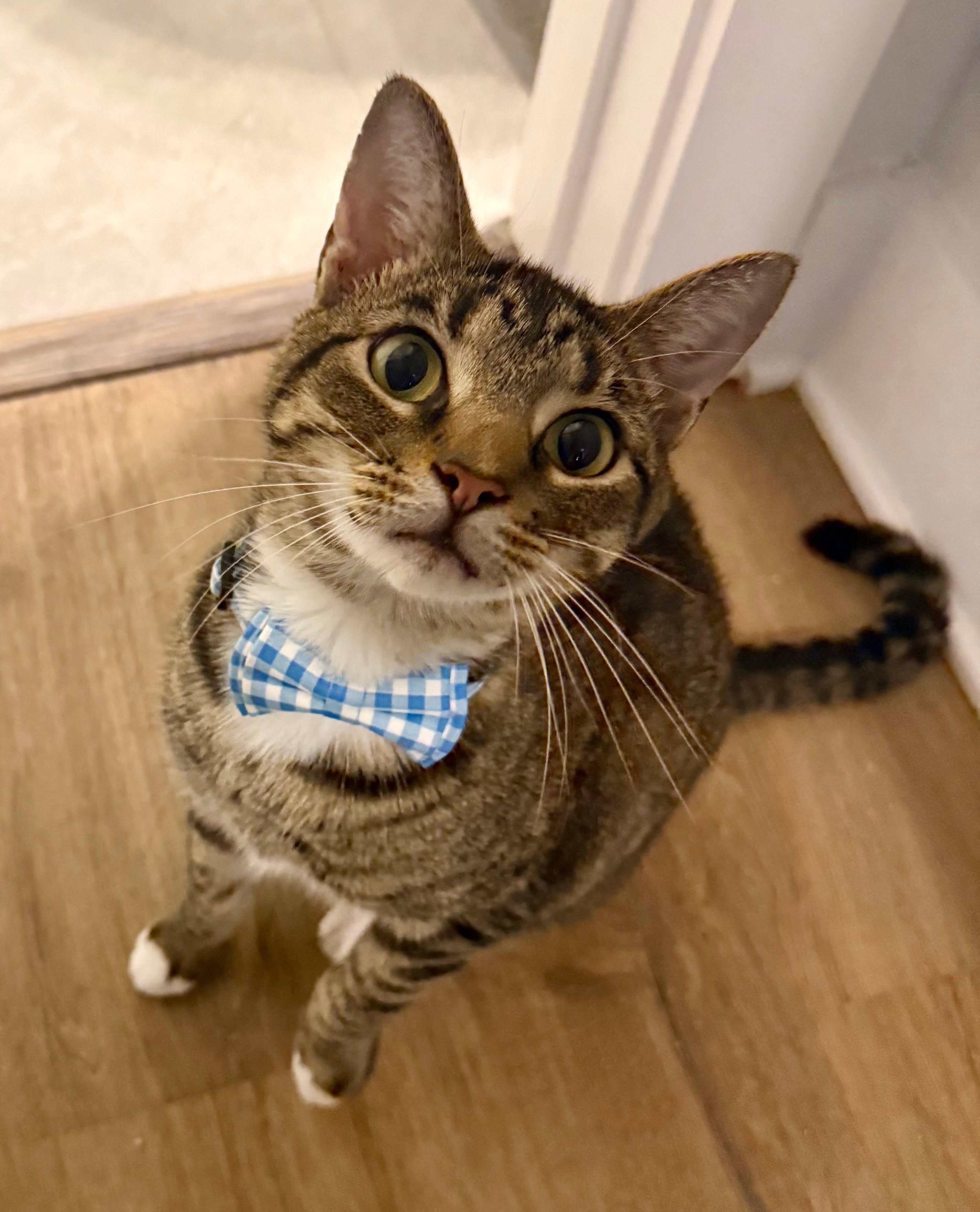 Enlarge Fig Newton, a Adoptable American Shorthair in Charlotte, NC image 3/6