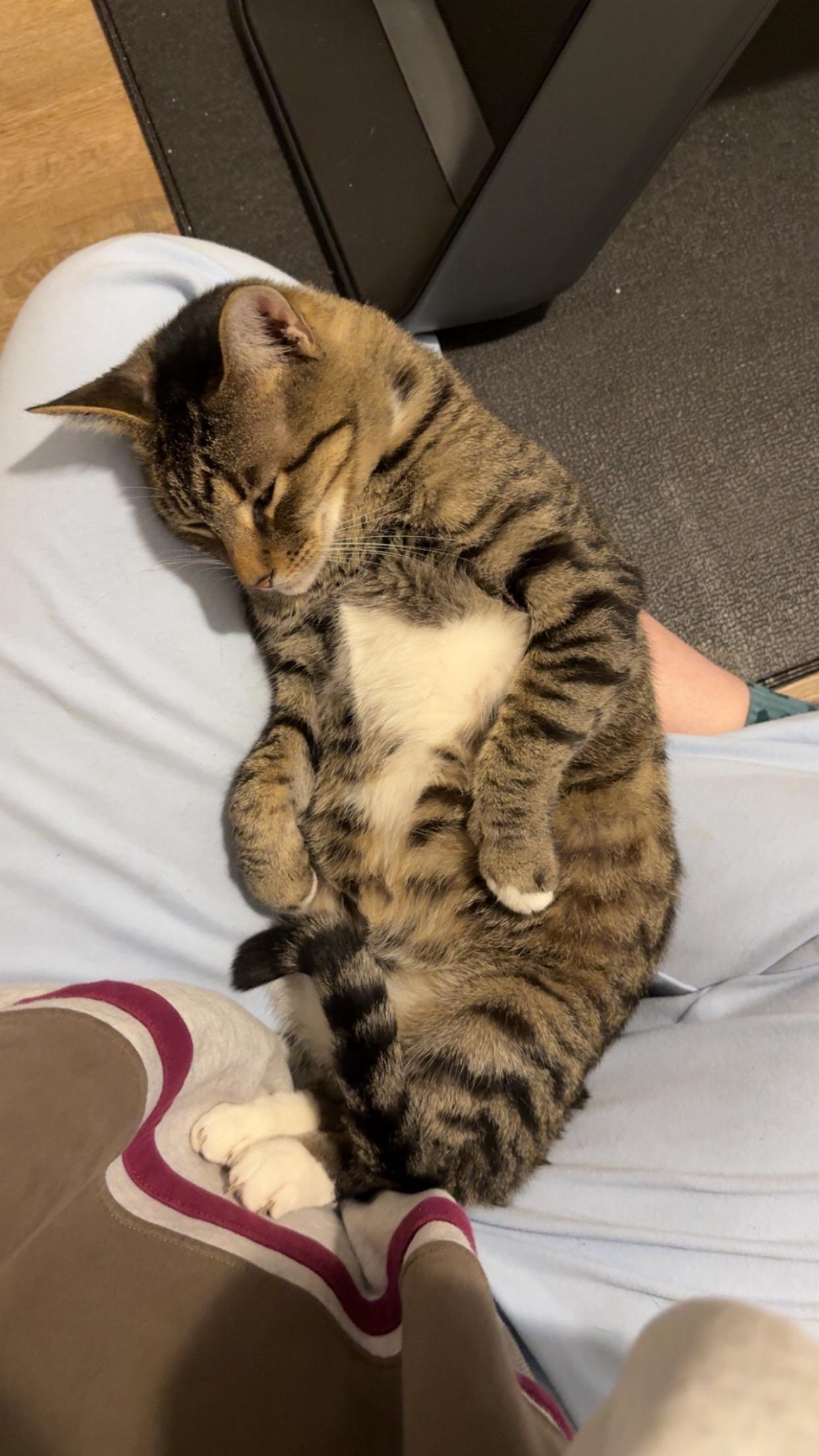 Enlarge Fig Newton, a Adoptable American Shorthair in Charlotte, NC image 5/6