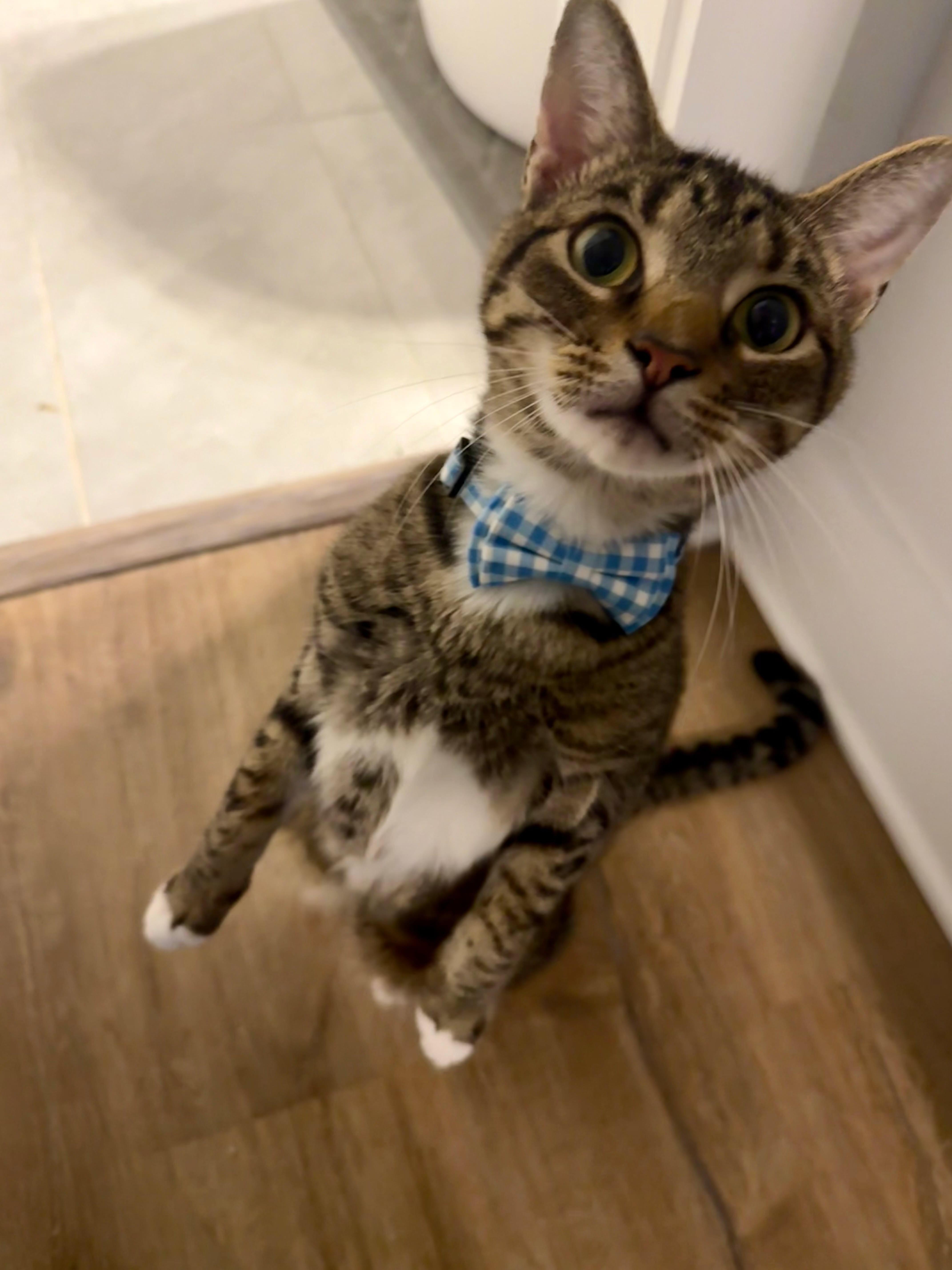 Enlarge Fig Newton, a Adoptable American Shorthair in Charlotte, NC image 1/6