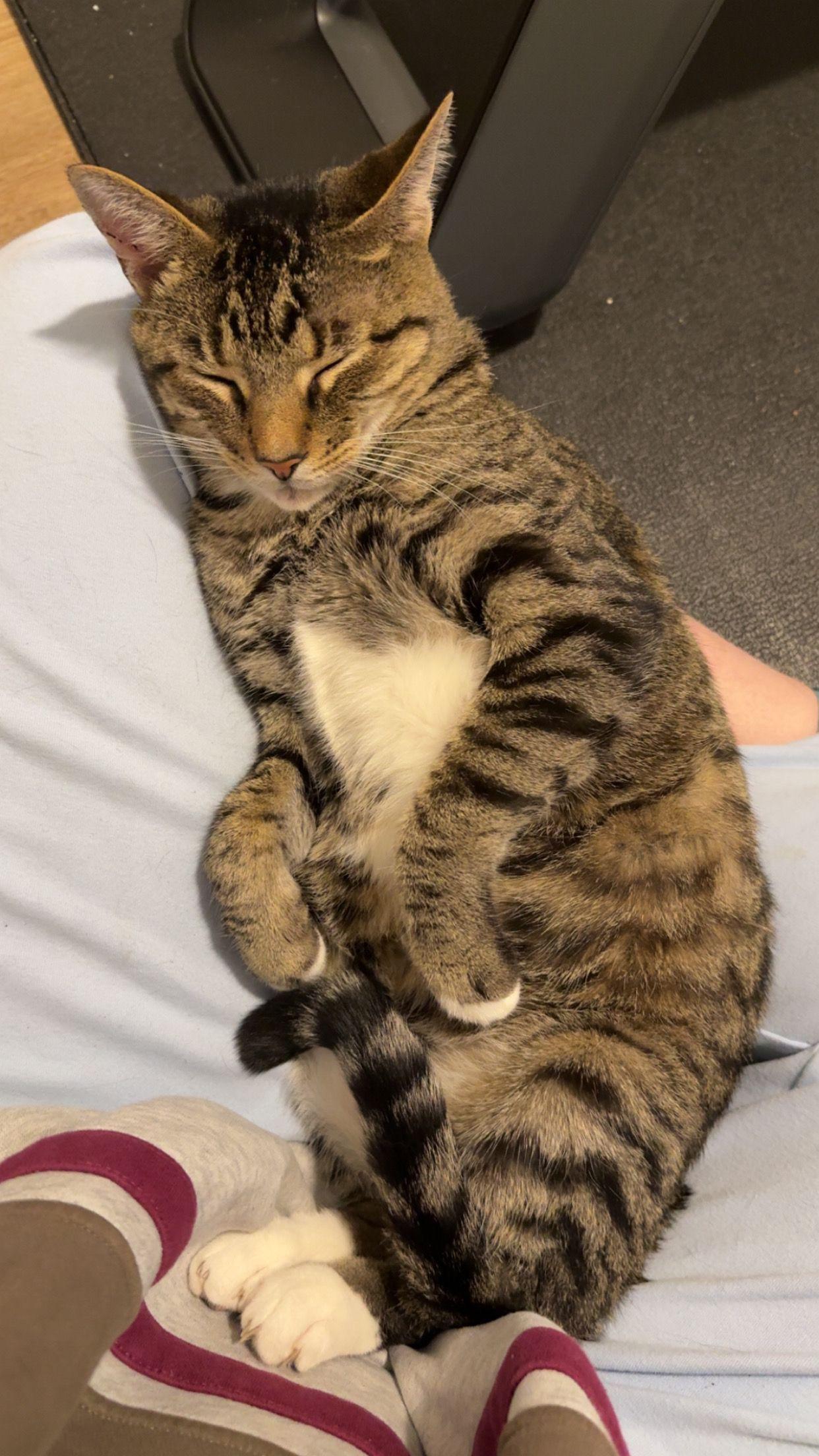 Enlarge Fig Newton, a Adoptable American Shorthair in Charlotte, NC image 4/6