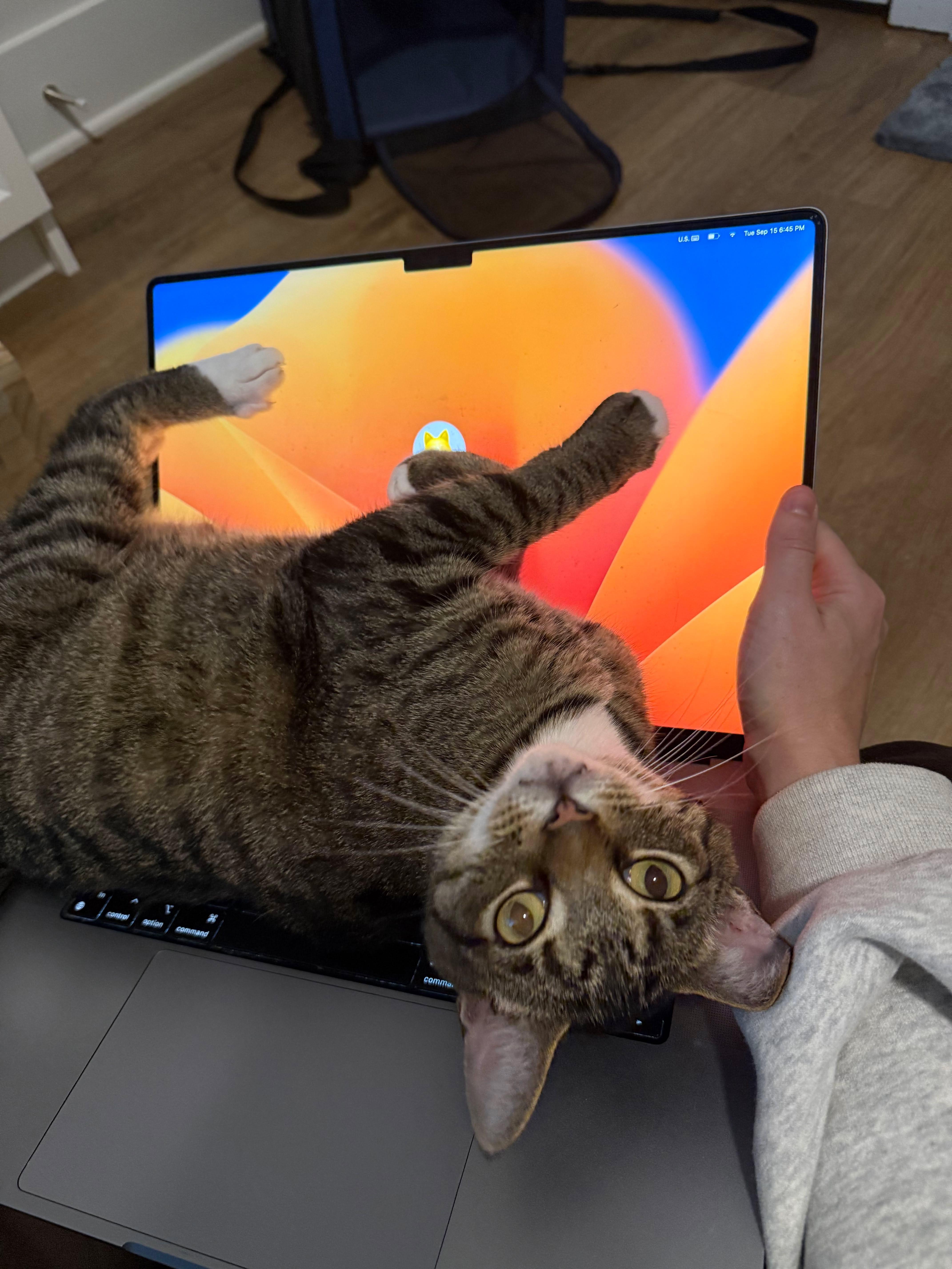 Enlarge Fig Newton, a Adoptable American Shorthair in Charlotte, NC image 6/6