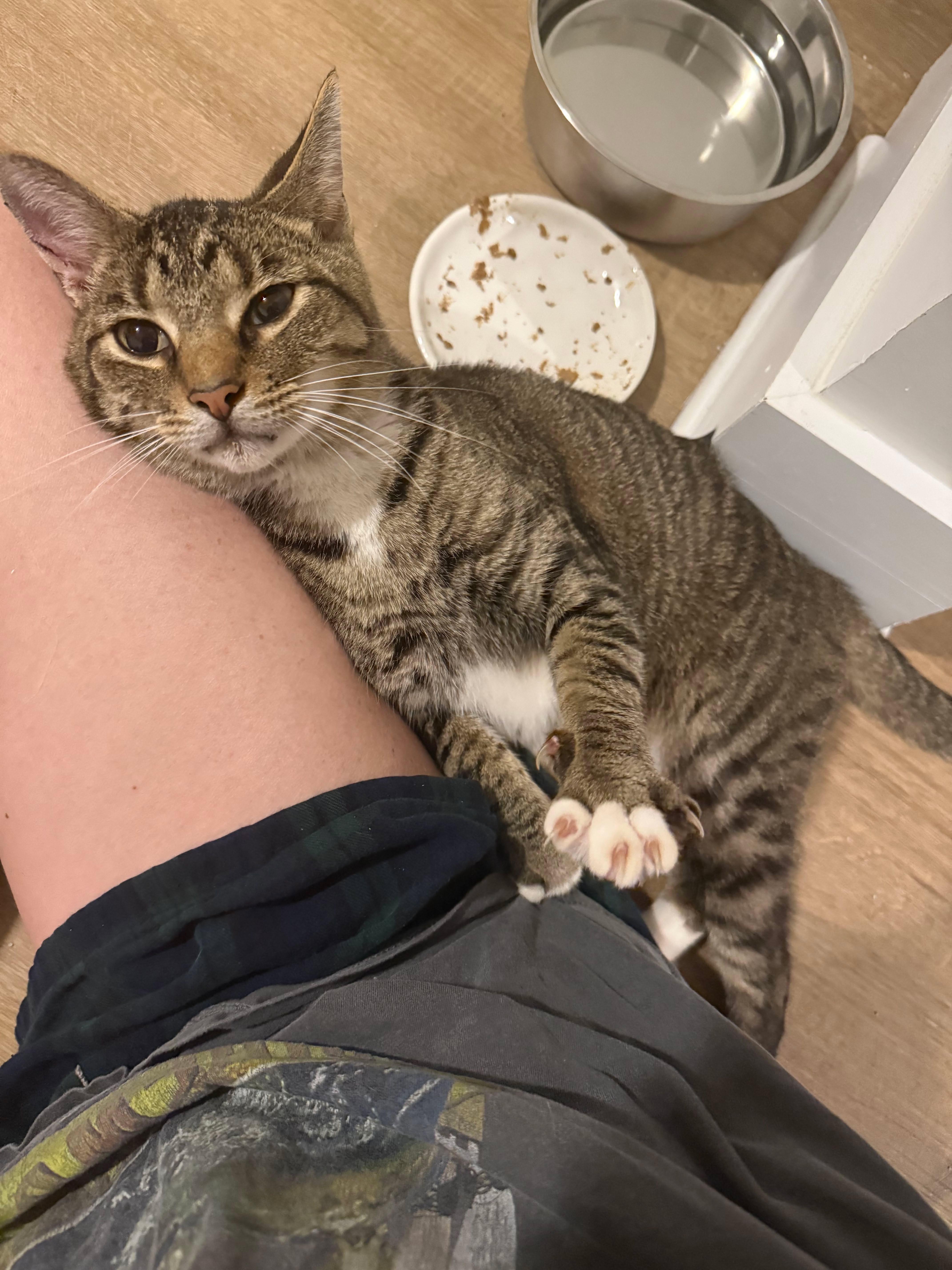 Enlarge Fig Newton, a Adoptable American Shorthair in Charlotte, NC image 2/6