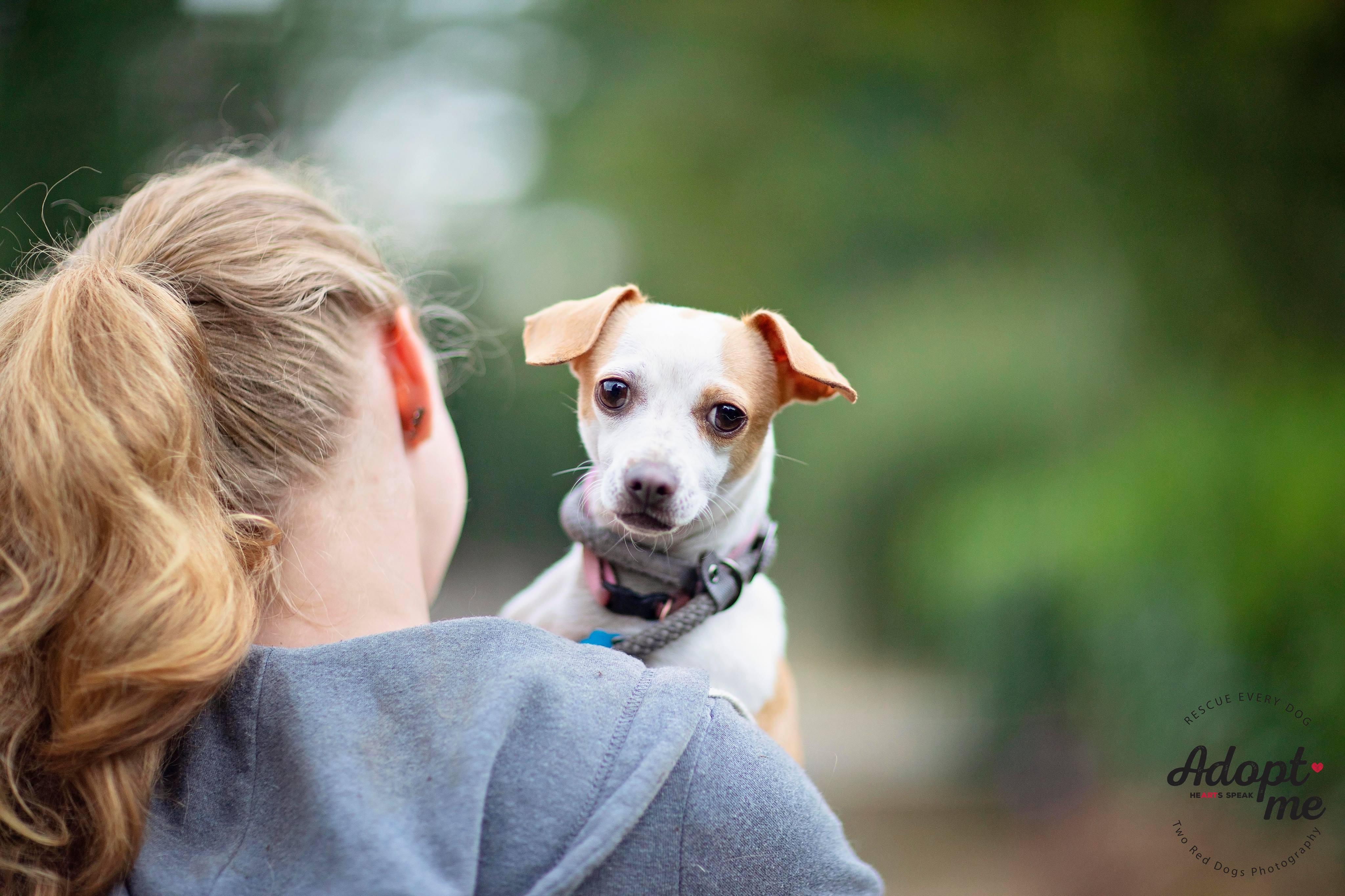 Enlarge Bianca & Guero - Bianca, a Adoptable mixed breed in Seattle, WA image 2/6