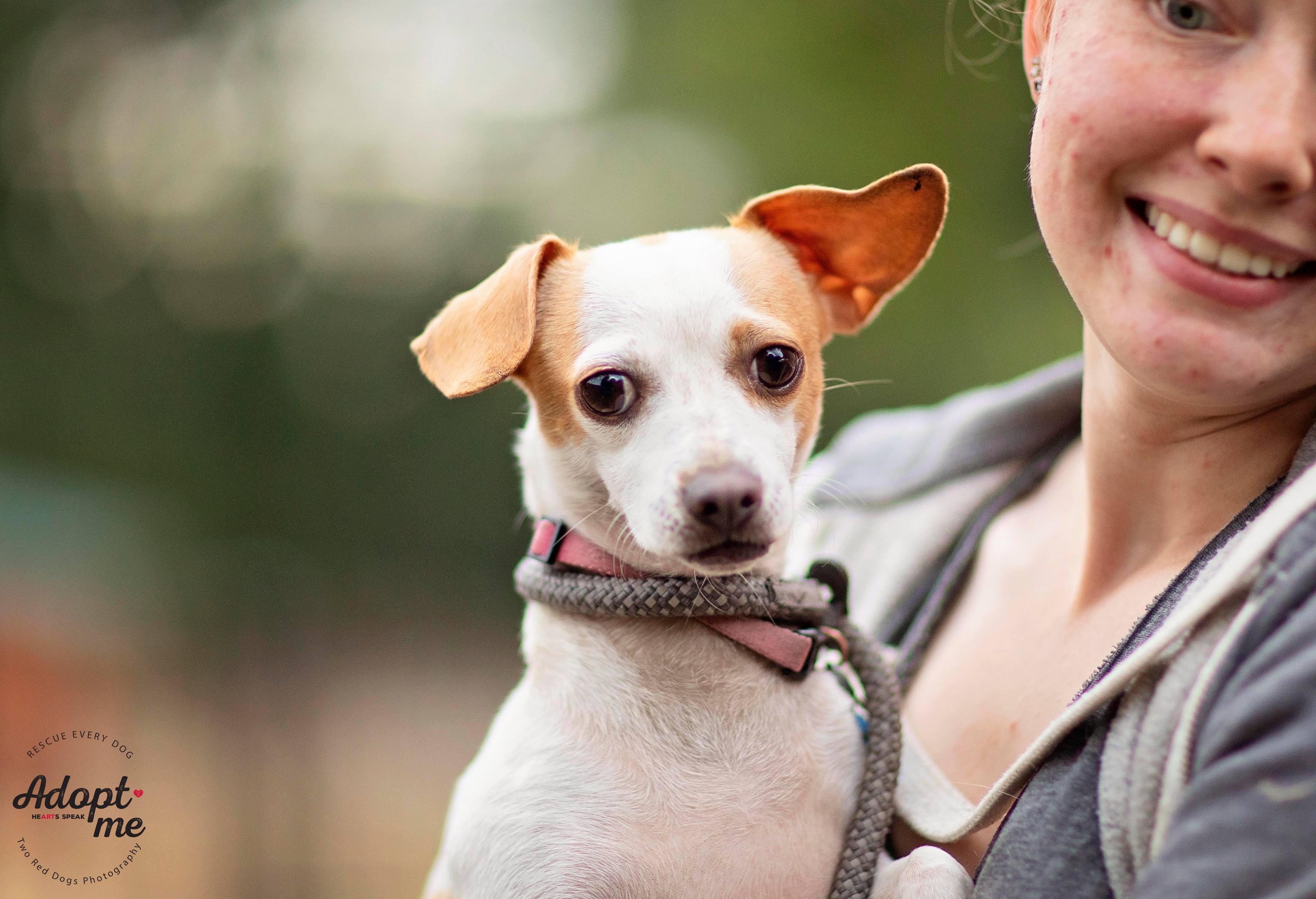 Enlarge Bianca & Guero - Bianca, a Adoptable mixed breed in Seattle, WA image 3/6