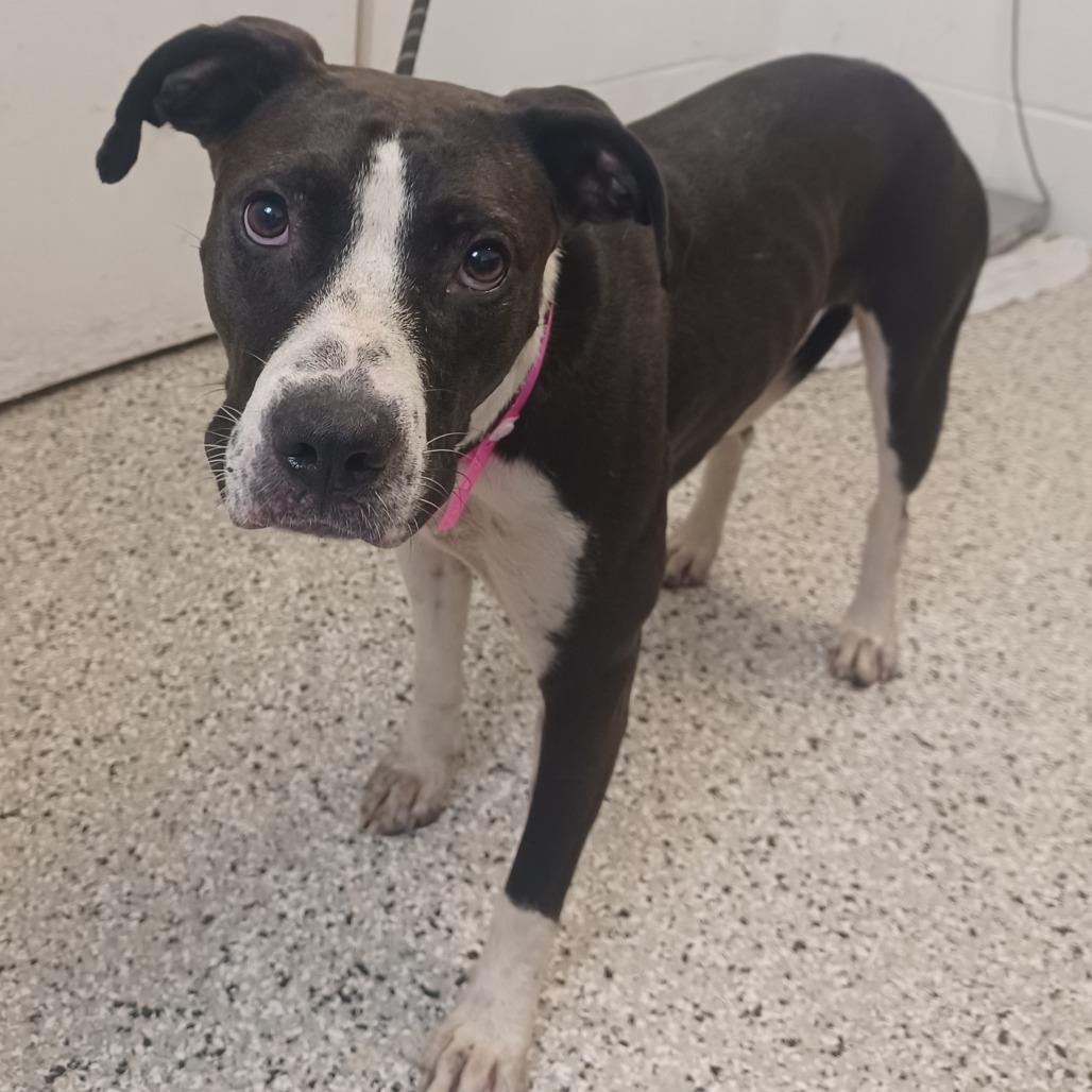 Peach Cobbler, Adoptable, Young Female Labrador Retriever & Hound.