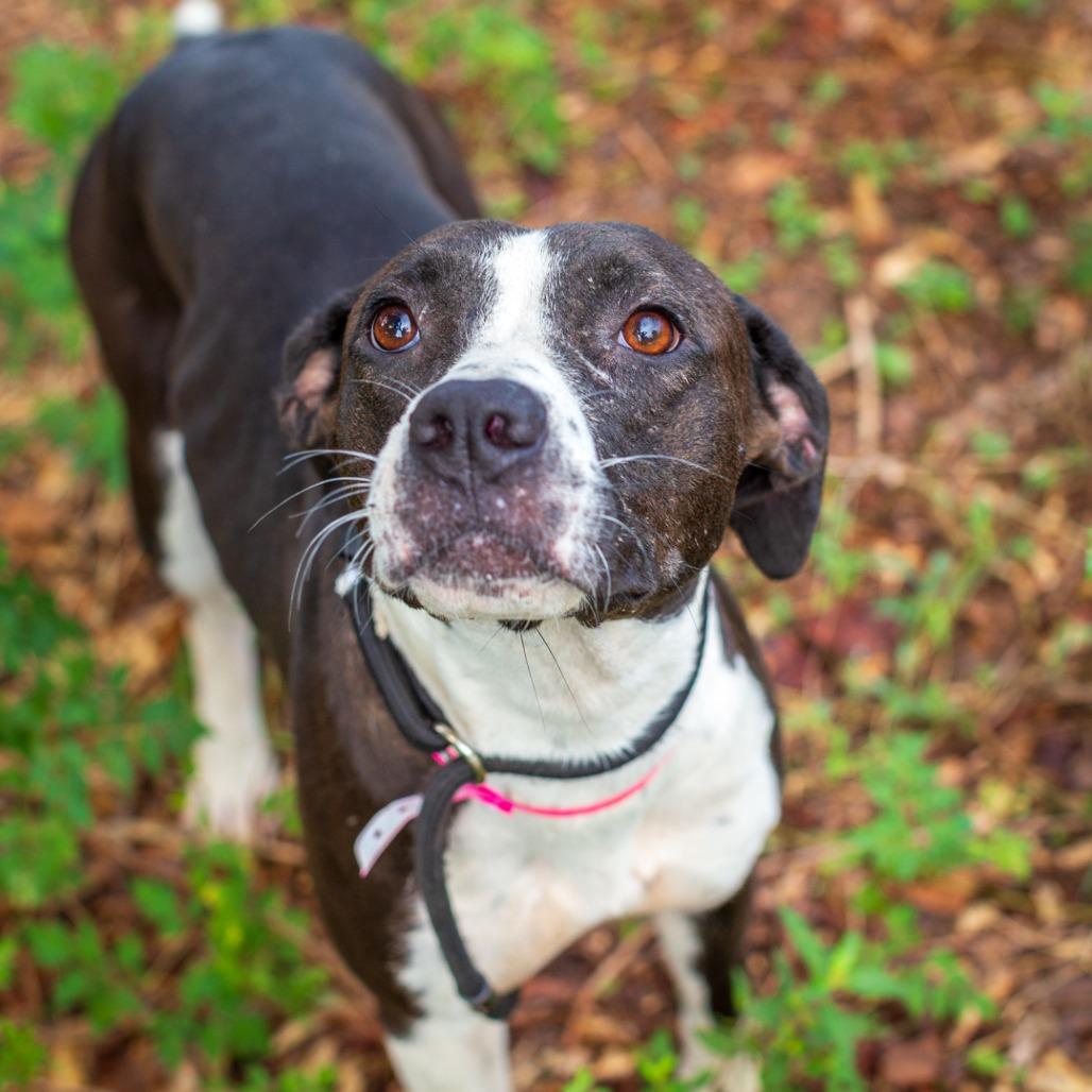 Enlarge Peach Cobbler, a Adoptable mixed breed in Hattiesburg, MS image 2/4