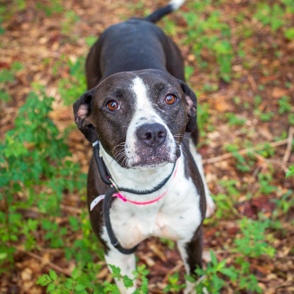 Enlarge Peach Cobbler, a Adoptable mixed breed in Hattiesburg, MS image 3/4