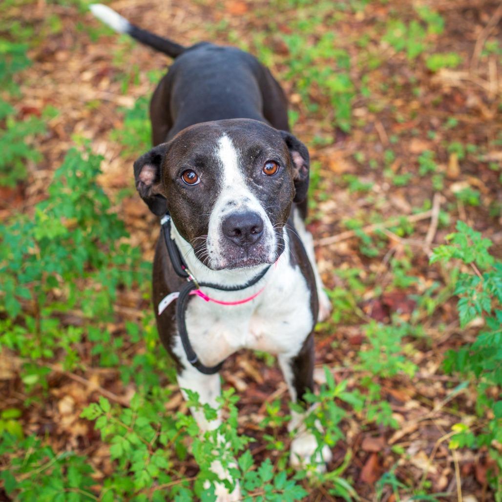 Enlarge Peach Cobbler, a Adoptable mixed breed in Hattiesburg, MS image 4/4