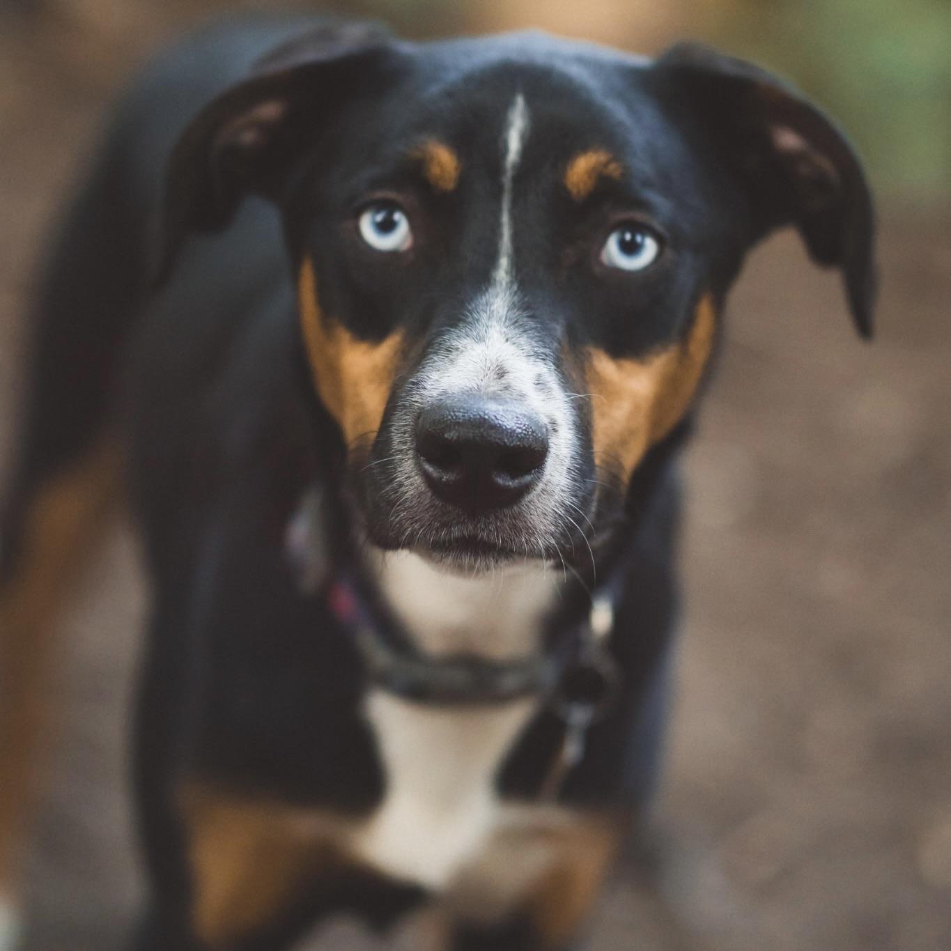 Lyla, Adoptable, Puppy Female Carolina Dog & Australian Shepherd.