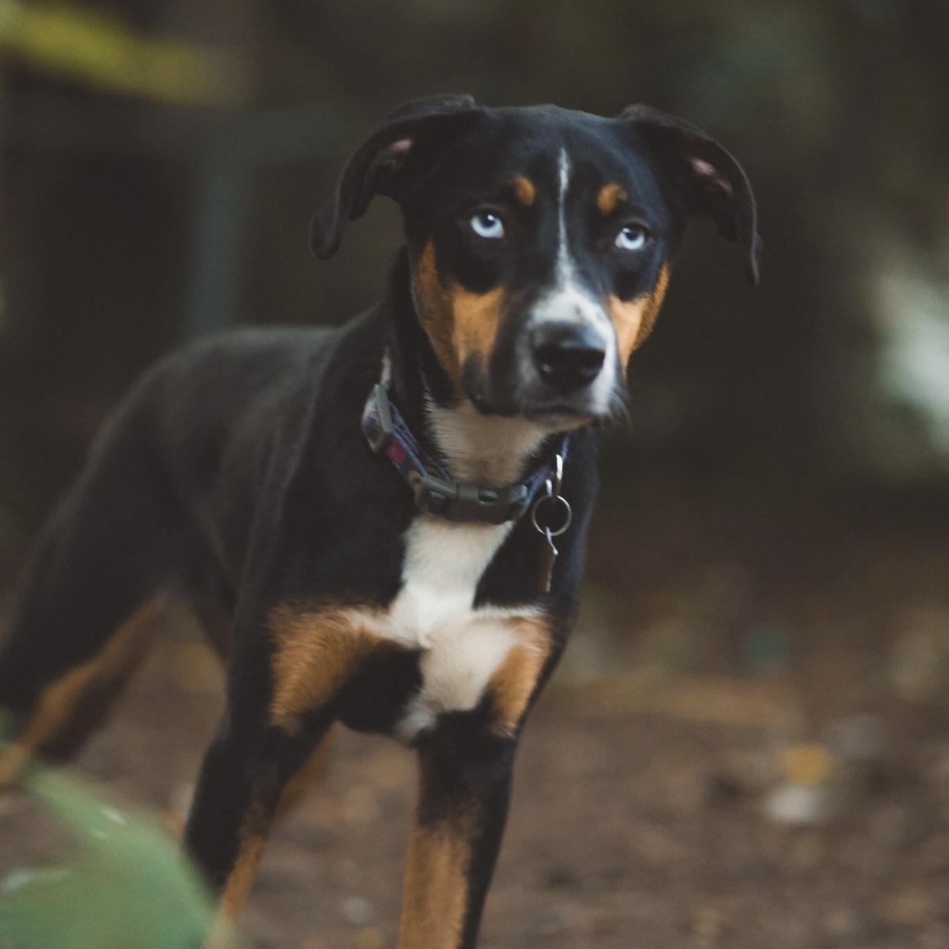 Lyla, a Adoptable mixed breed in Prior Lake, MN image 2/5