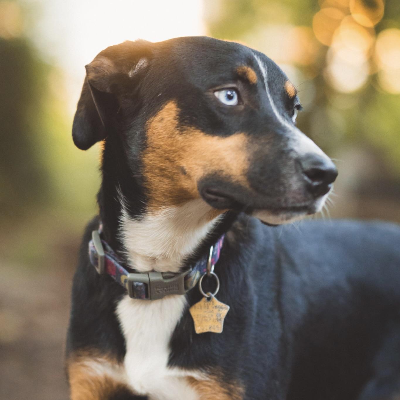 Lyla, a Adoptable mixed breed in Prior Lake, MN image 3/5