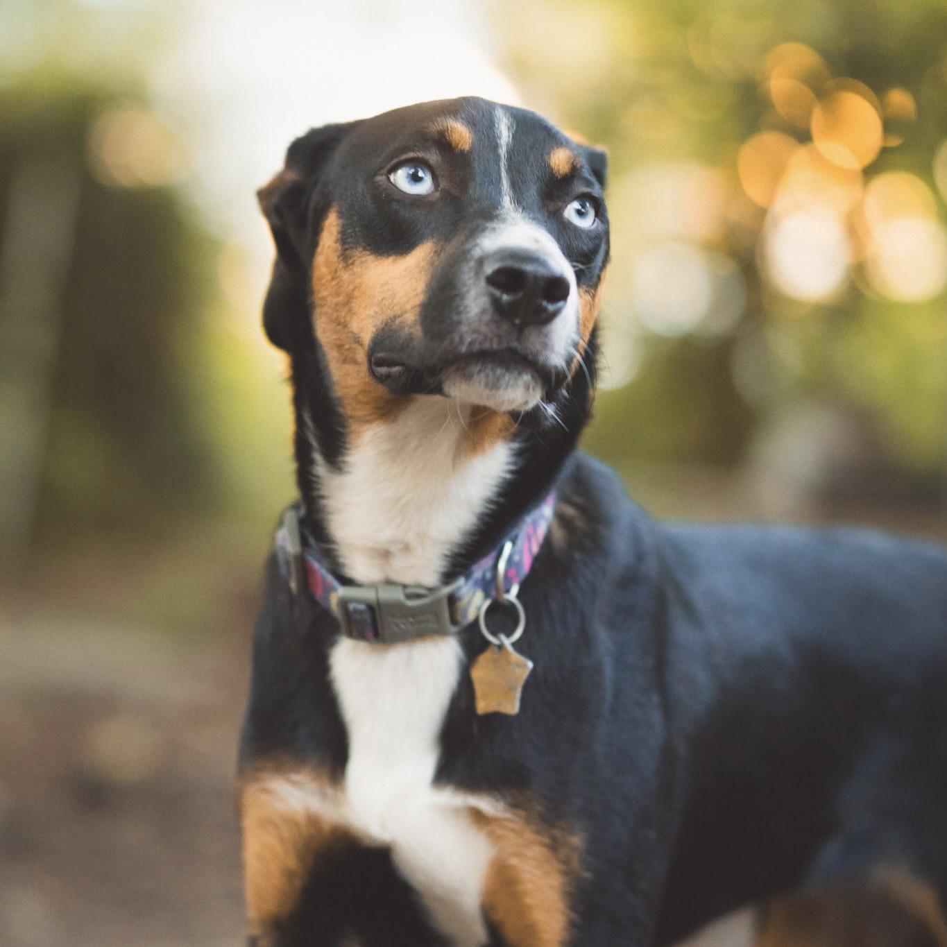 Lyla, a Adoptable mixed breed in Prior Lake, MN image 4/5