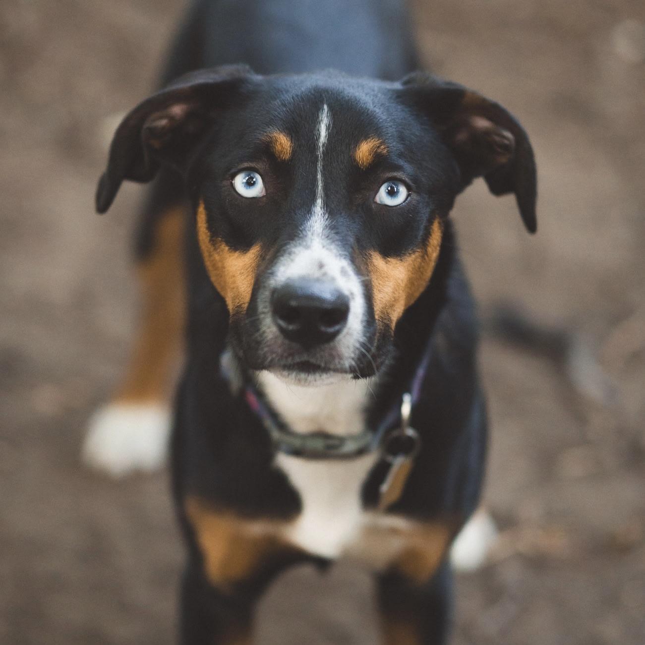 Lyla, a Adoptable mixed breed in Prior Lake, MN image 5/5