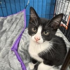 Zigzag, ADOPTABLE, Kitten Male Domestic Short Hair.