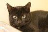 Enlarge Spunky, a Adoptable Domestic Short Hair in Lancaster, PA image 1/1
