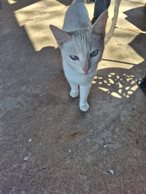 Pepper, a Adoptable mixed breed in Corpus Christi, TX image 1/3