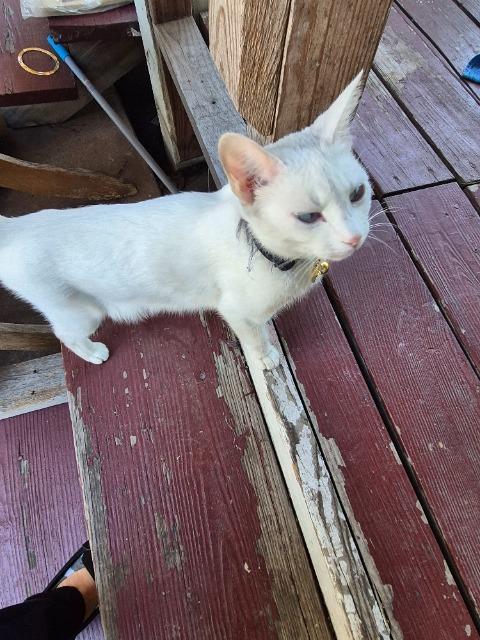 Pepper, a Adoptable mixed breed in Corpus Christi, TX image 2/3