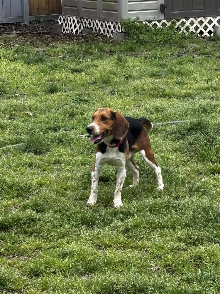 PETER, Adoptable, Adult Male Beagle.