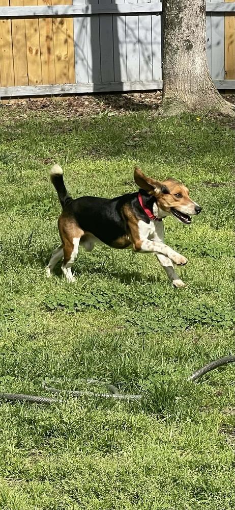 Enlarge PETER, a Adoptable Beagle in Dutton, VA image 2/3