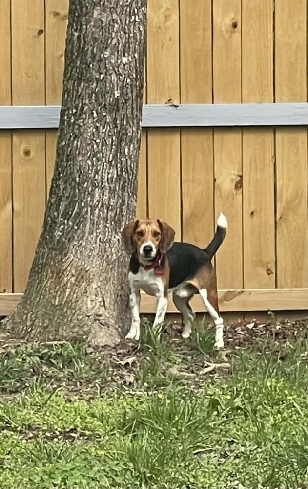 Enlarge PETER, a Adoptable Beagle in Dutton, VA image 3/3