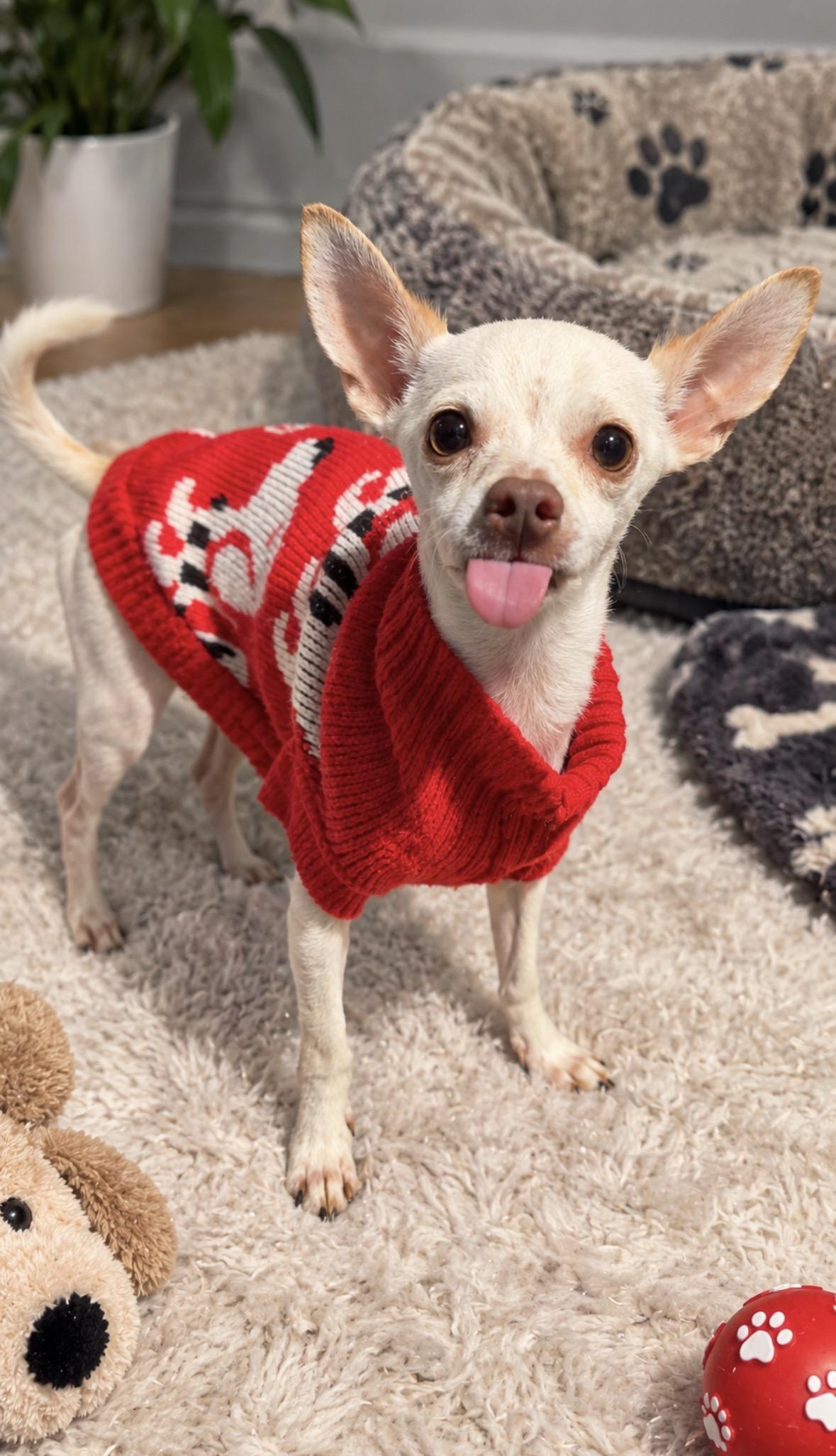 Enlarge Chico, a Adoptable Chihuahua in Colorado springs , CO image 2/4