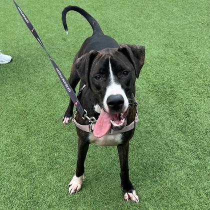 Kate, Adoptable, Adult Female Pit Bull Terrier & Mixed Breed.