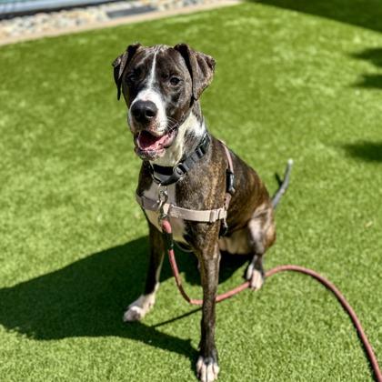 Kate, a Adoptable mixed breed in San Francisco, CA image 2/3