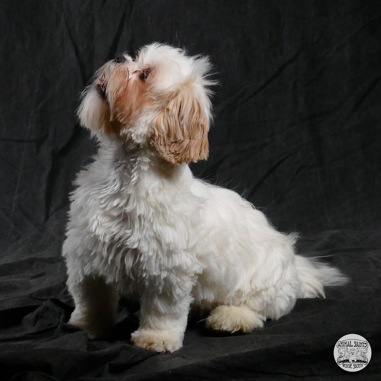 Betty, an adopted mixed breed in Fort Montgomery, NY image 2/5