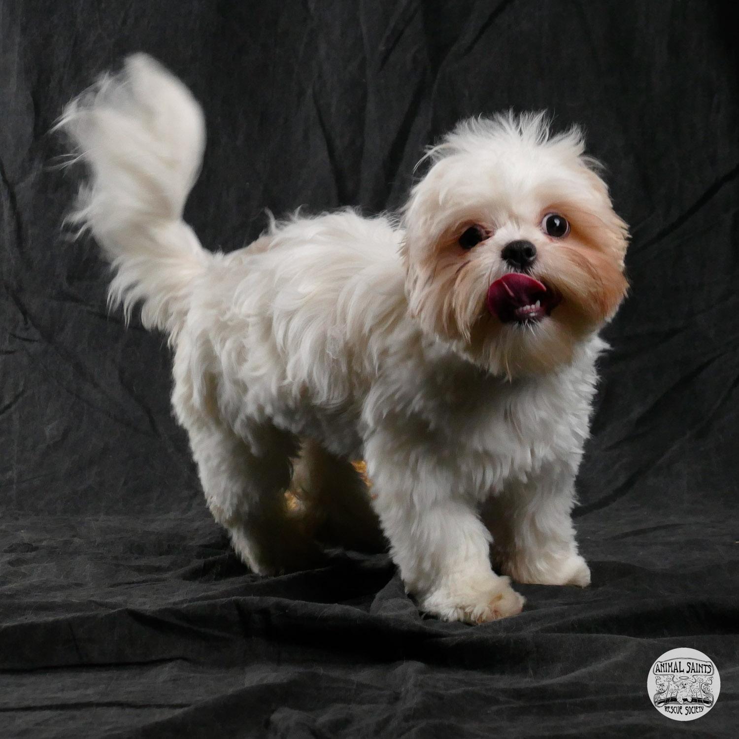 Betty, an adopted mixed breed in Fort Montgomery, NY image 5/5