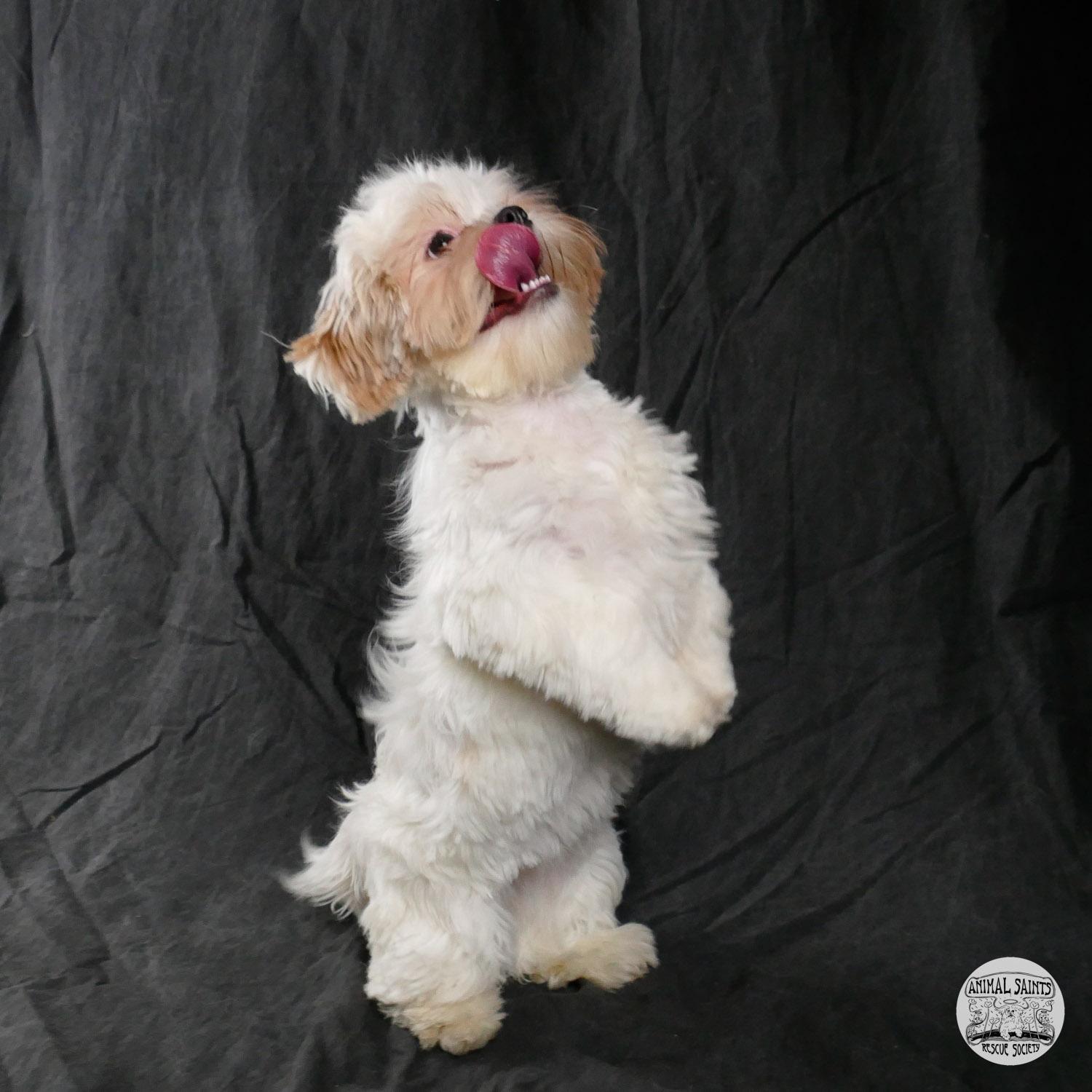 Betty, an adopted mixed breed in Fort Montgomery, NY image 3/5