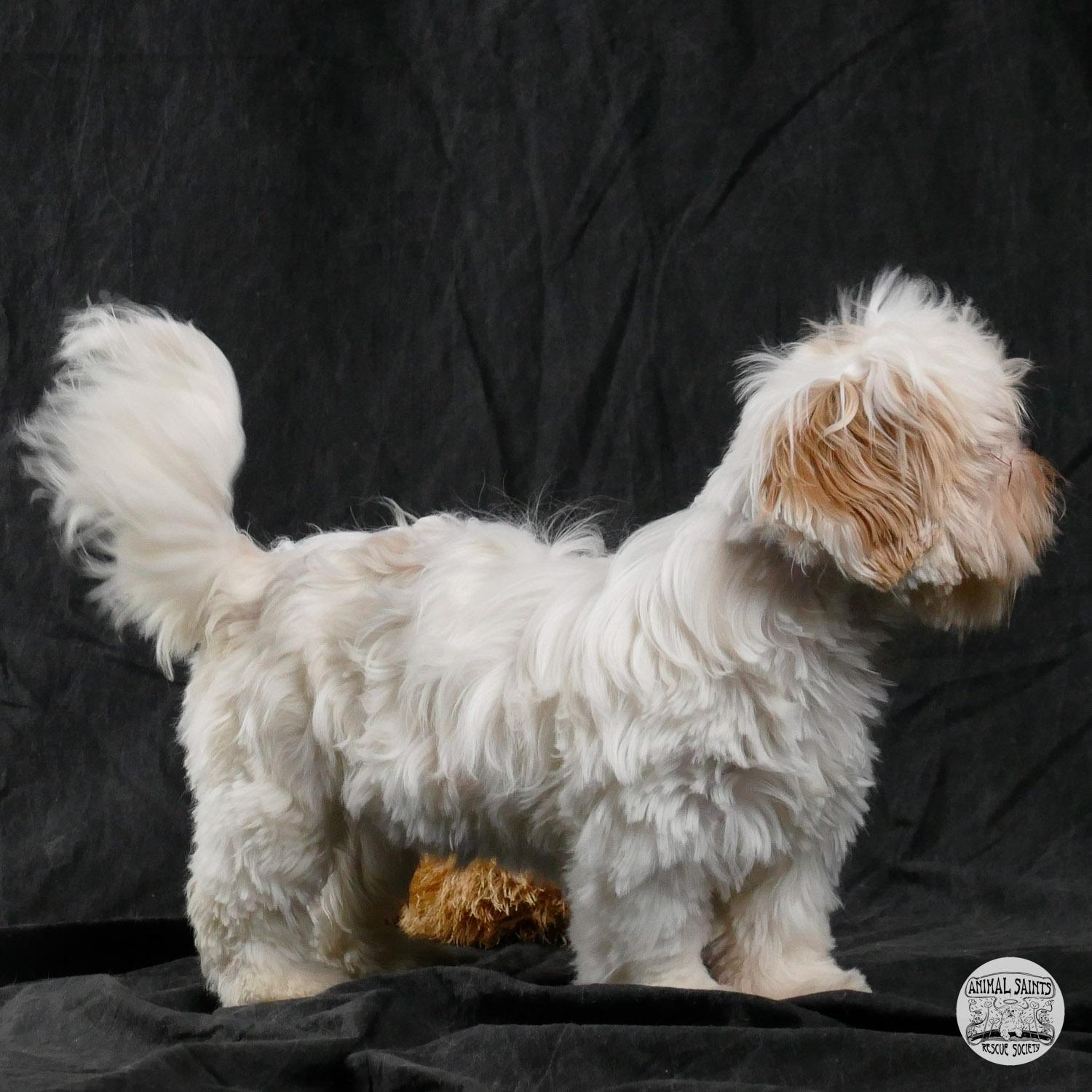 Betty, an adopted mixed breed in Fort Montgomery, NY image 4/5