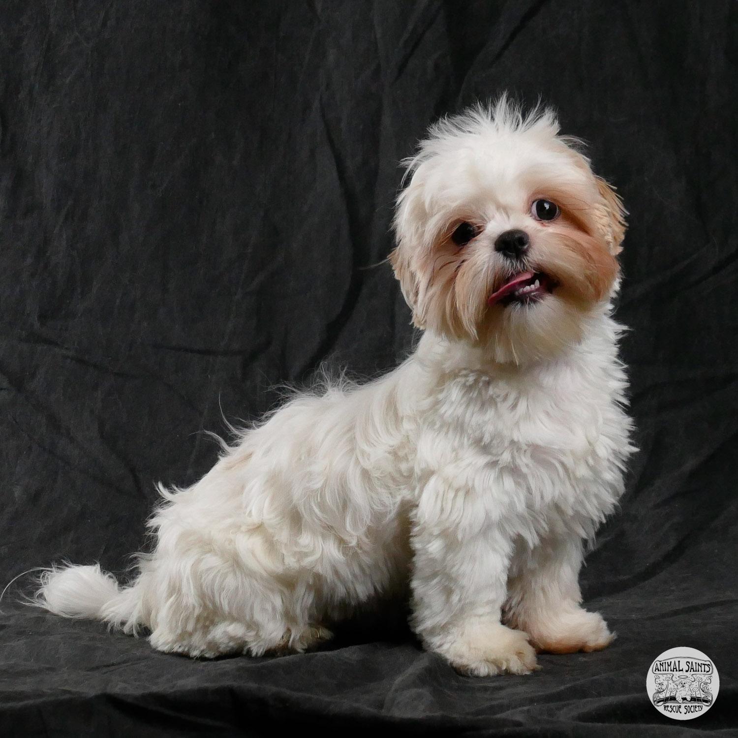 Betty, adopted, Puppy Female Shih Tzu & Lhasa Apso.