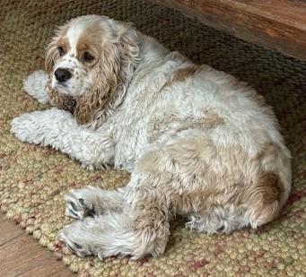 Enlarge Walter C 26-25033-2, a Adoptable Cocker Spaniel in Parker, CO image 1/2