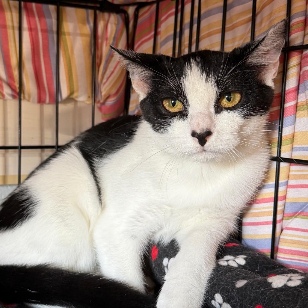 Enlarge Skunk, a Adoptable Domestic Short Hair in Middleburg Heights , OH image 1/6