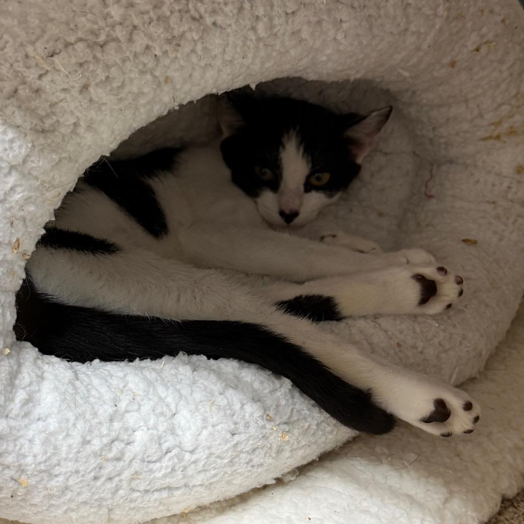 Enlarge Skunk, a Adoptable Domestic Short Hair in Middleburg Heights , OH image 2/6