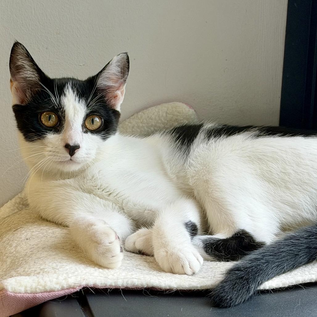 Enlarge Skunk, a Adoptable Domestic Short Hair in Middleburg Heights , OH image 3/6