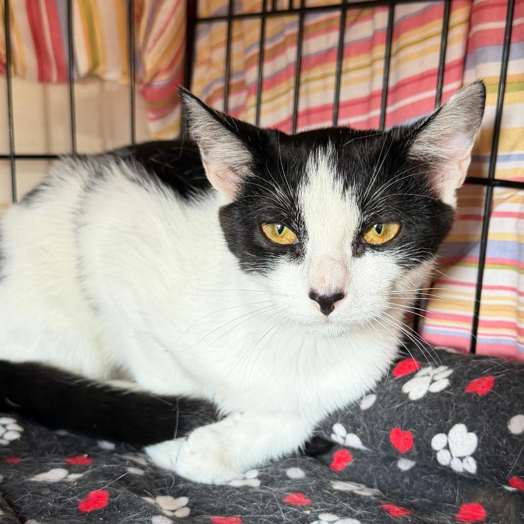 Enlarge Skunk, a Adoptable Domestic Short Hair in Middleburg Heights , OH image 4/6