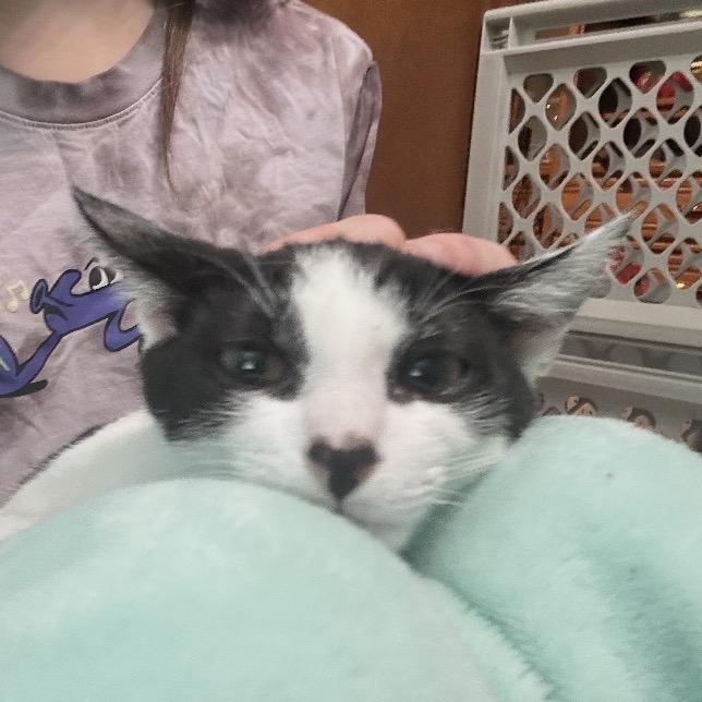 Enlarge Skunk, a Adoptable Domestic Short Hair in Middleburg Heights , OH image 5/6