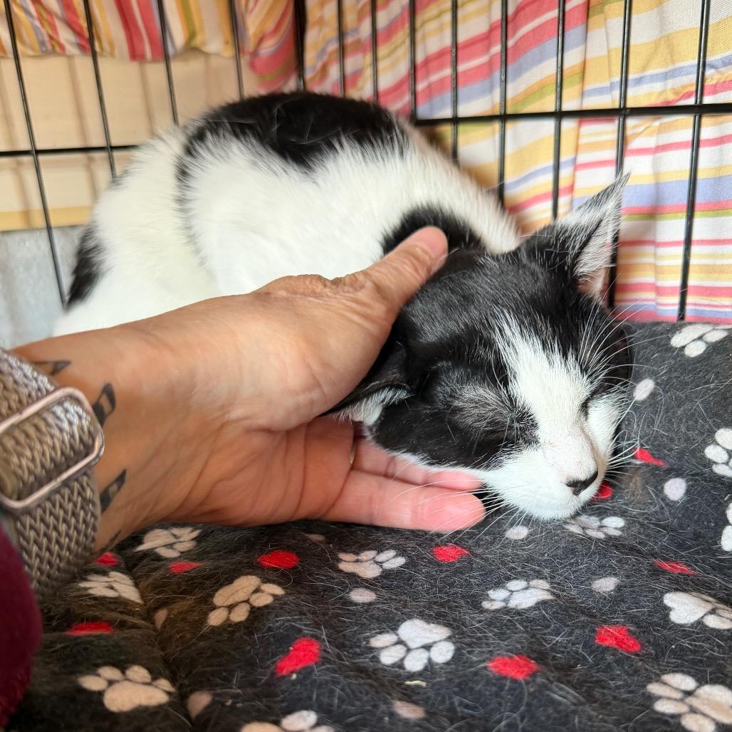 Enlarge Skunk, a Adoptable Domestic Short Hair in Middleburg Heights , OH image 6/6