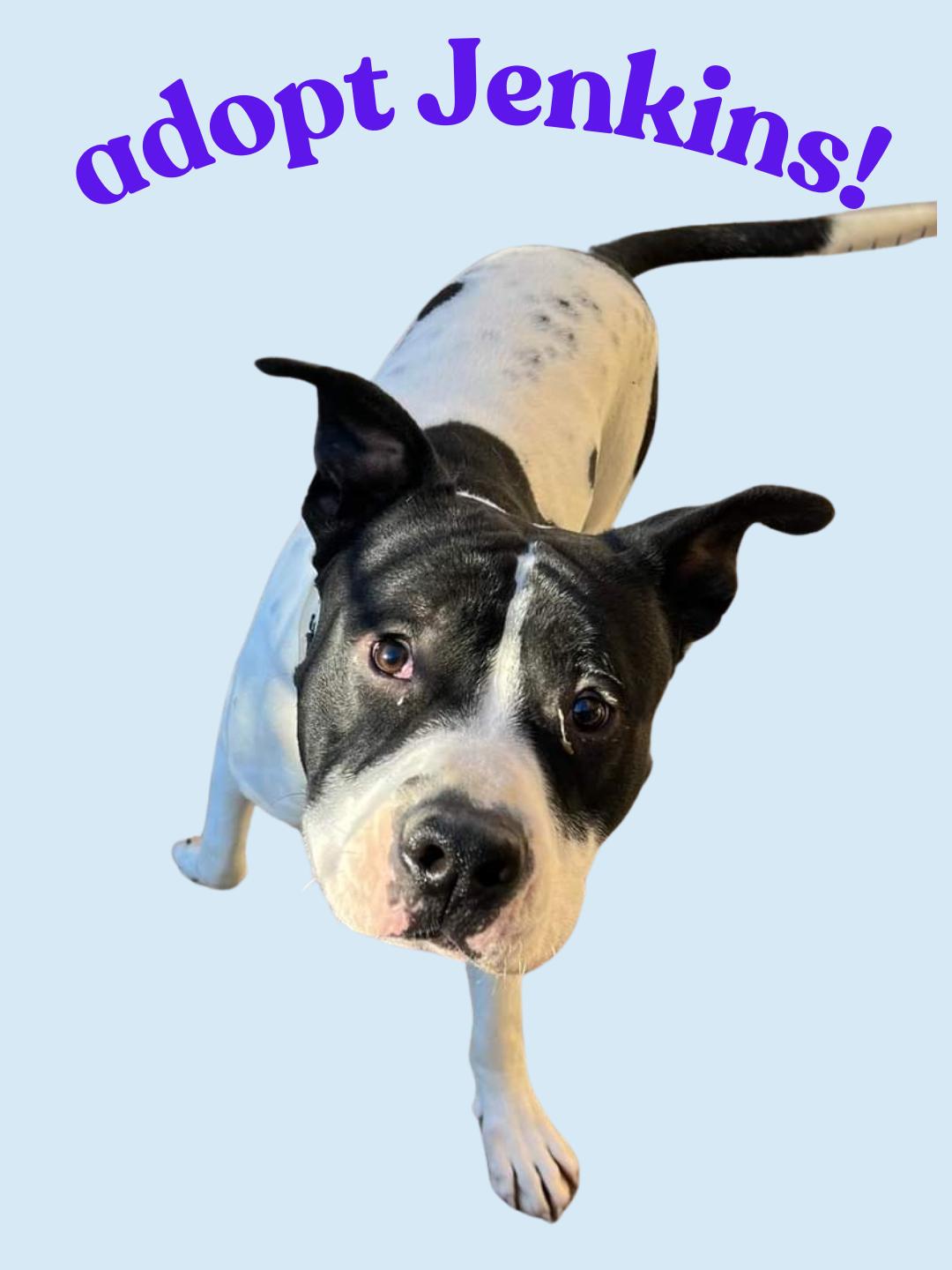 Jenkins, a Adoptable Pit Bull Terrier in Newcastle, CA image 2/4