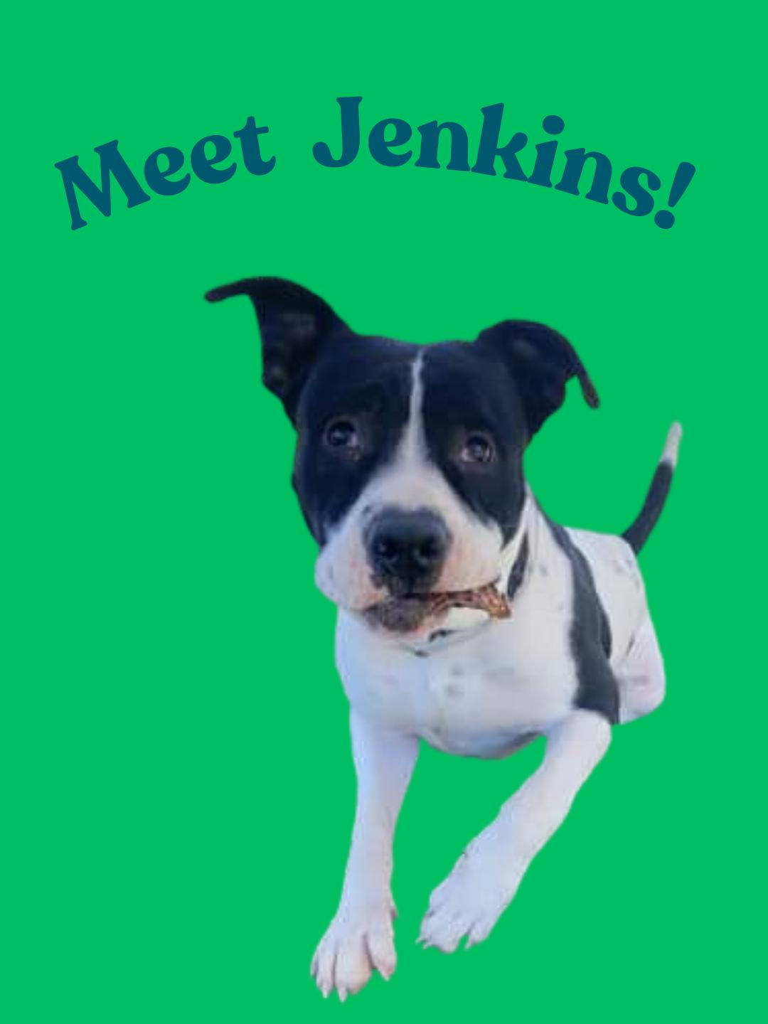 Jenkins, Adoptable, Young Male Pit Bull Terrier.