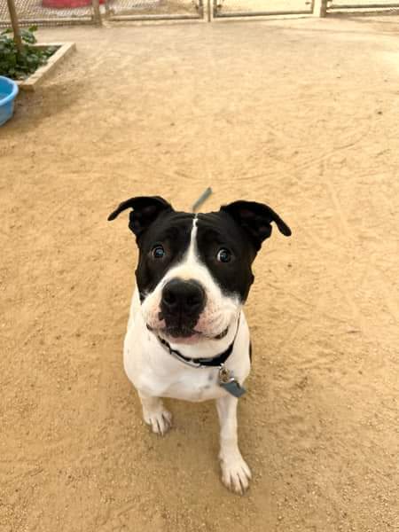 Jenkins, a Adoptable Pit Bull Terrier in Newcastle, CA image 3/4
