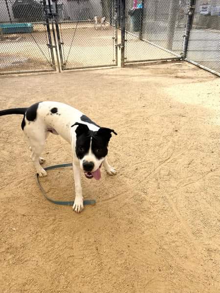 Jenkins, a Adoptable Pit Bull Terrier in Newcastle, CA image 4/4