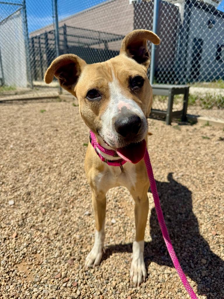 Delilah, Adoptable, Young Female American Staffordshire Terrier & Mixed Breed.