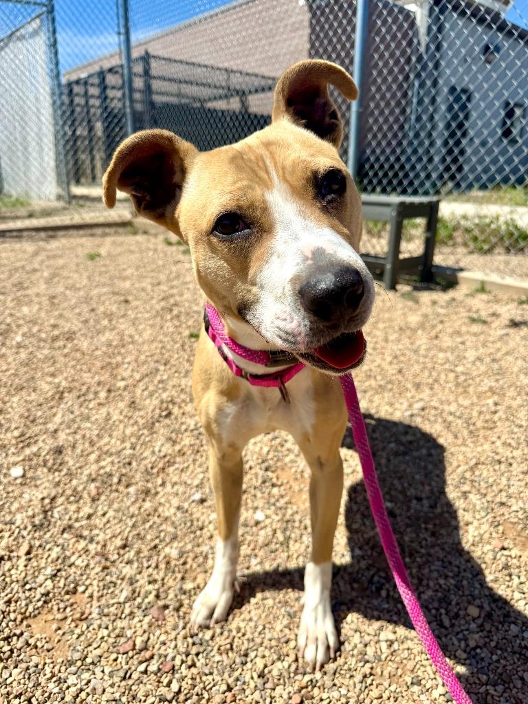 Enlarge Delilah, a Adoptable mixed breed in Gillette, WY image 2/4